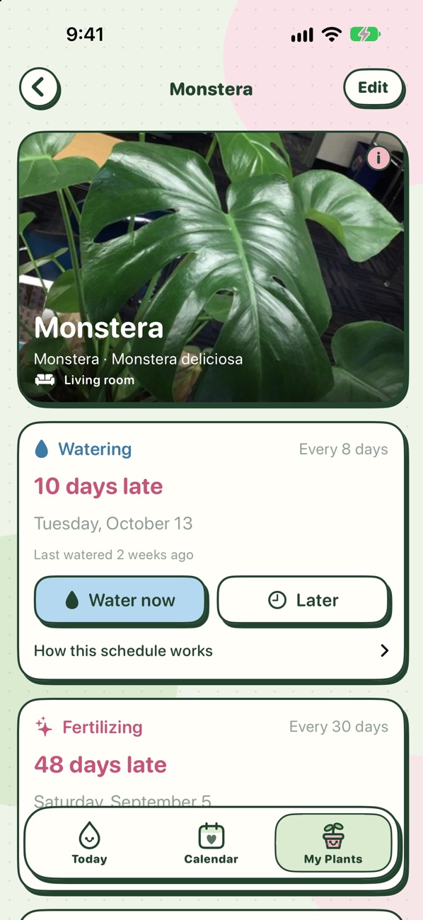 A Monstera's watering and feeding schedule